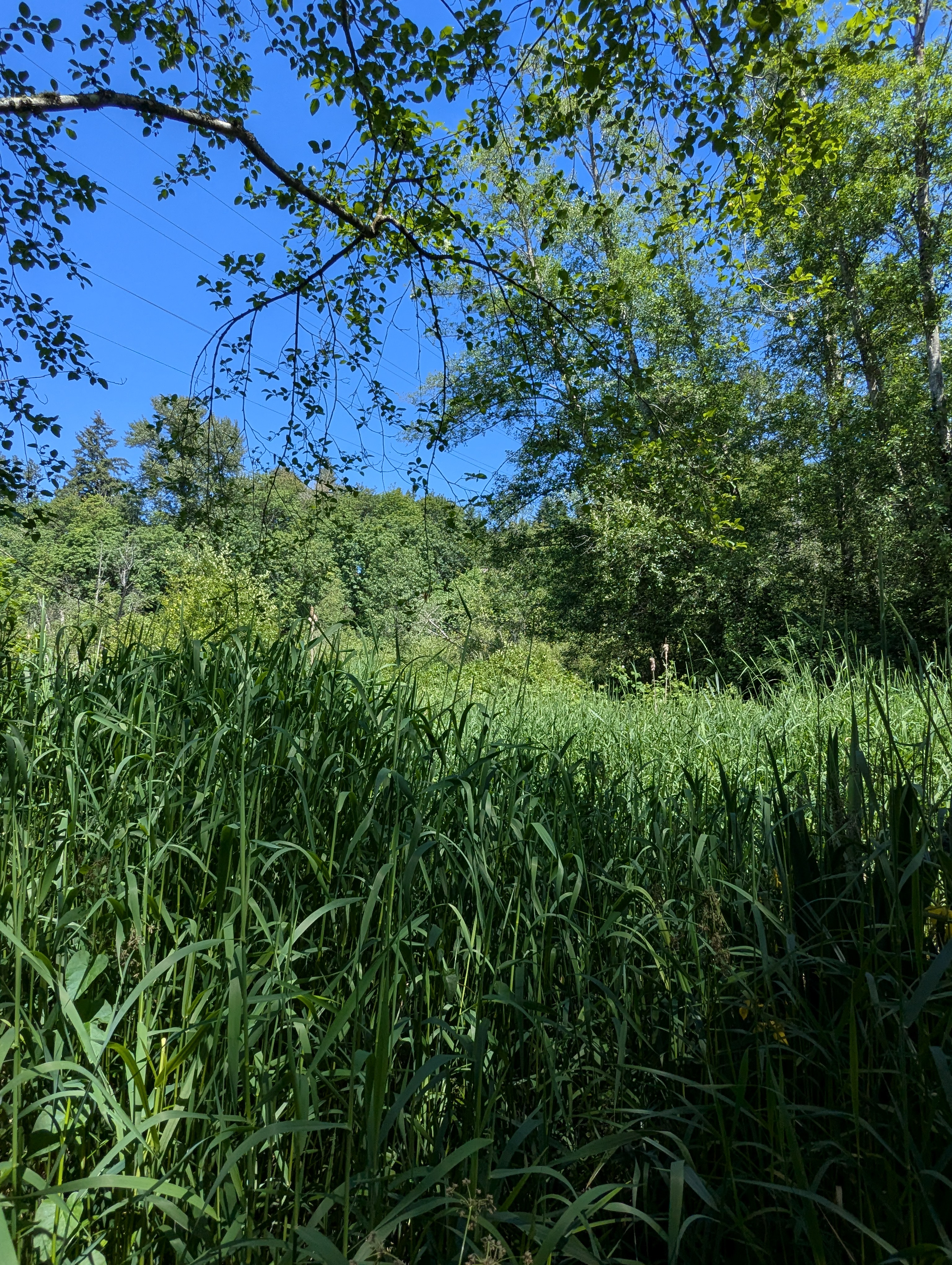 Birthday Trip to Canada, Delta, Burns Bog, Vancouver, British Columbia